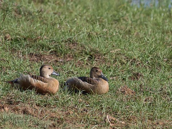 <h3><a href="/trips/srilanka/biota/animalia/chordata/aves/007 anseriformes/003 anatidae/dendrocygna javanica/dendrocygna javanica-nl.html">Dendrocygna&nbsp;javanica</a> / Lesser&nbsp;whistling&nbsp;duck / Indische&nbsp;fluiteend</h3>NIKON D500 met AF-S Nikkor 300mm f/2.8G IF-ED VR II, 1/3200 sec  bij F6.3, ISO 320, afstand 29.8&nbsp;m